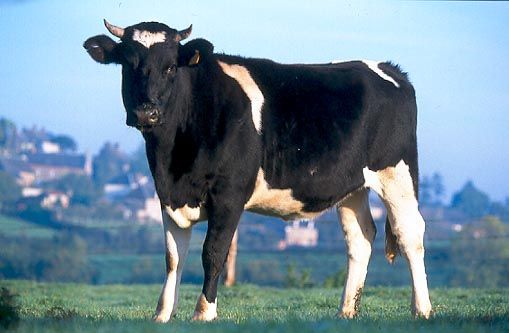 Prim Holstein avec ses cornes une exception