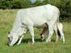 Brahman cow calf