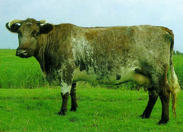 Ecosse Shorthorn