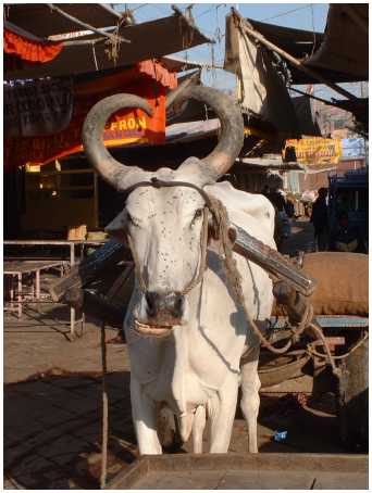 Inde Vache indienne