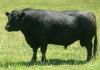 Lowline bull Australie naturellement sans corne